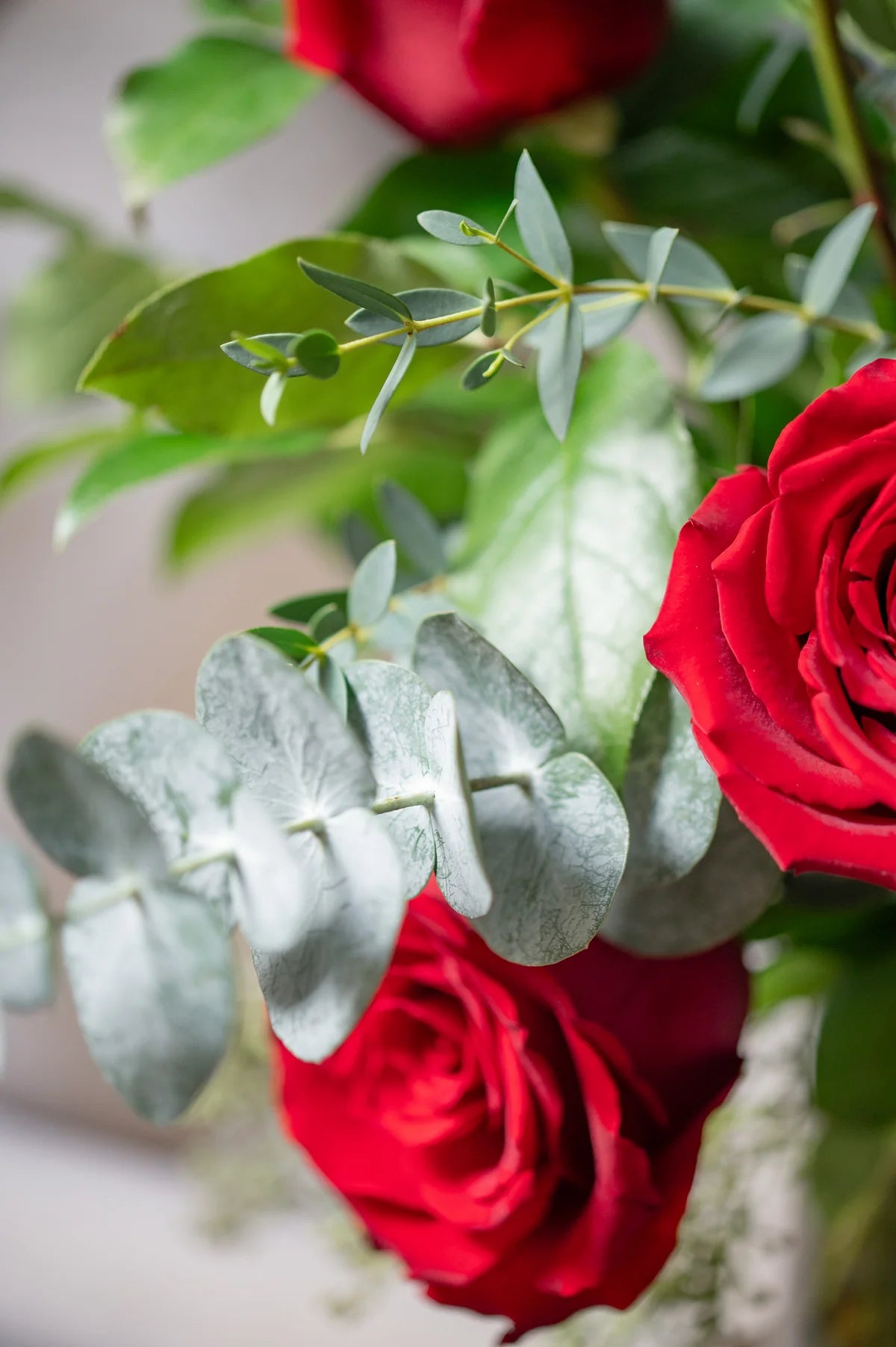 The classic- red roses