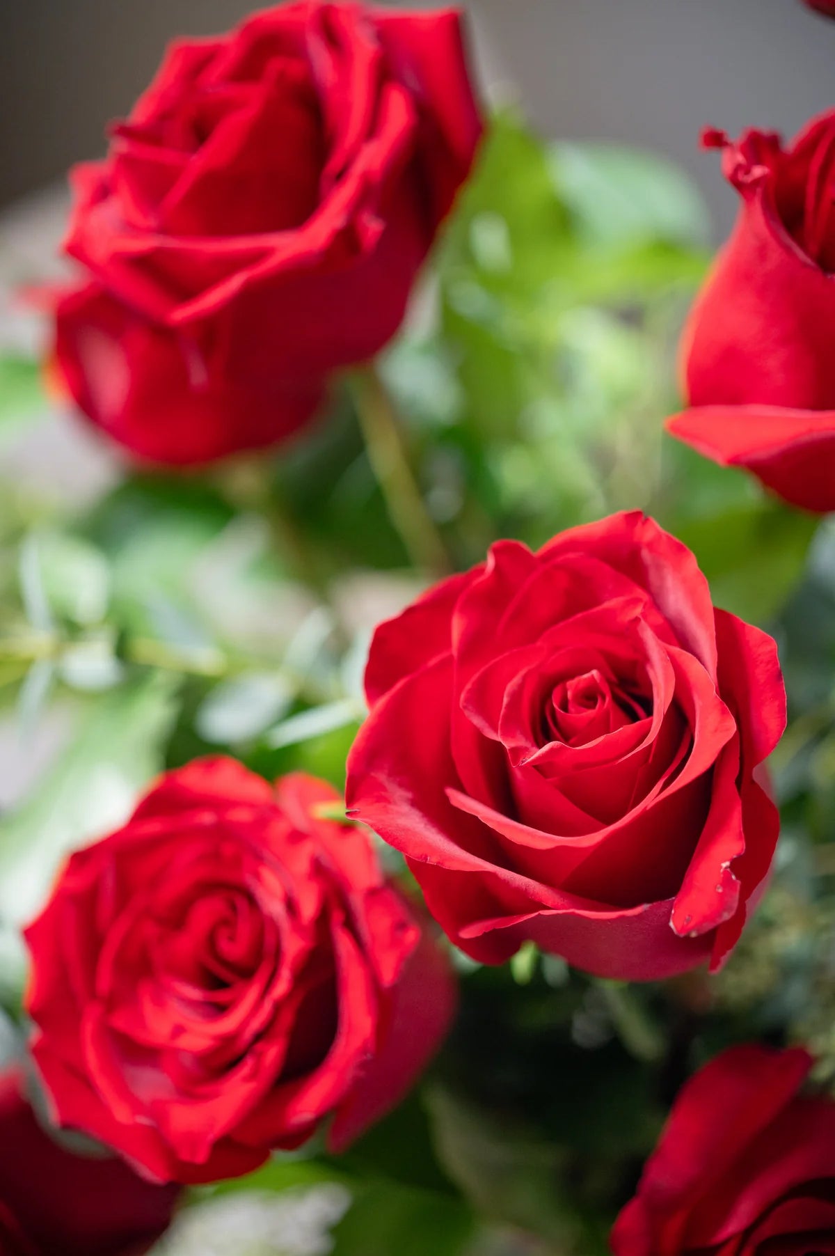 The classic- red roses
