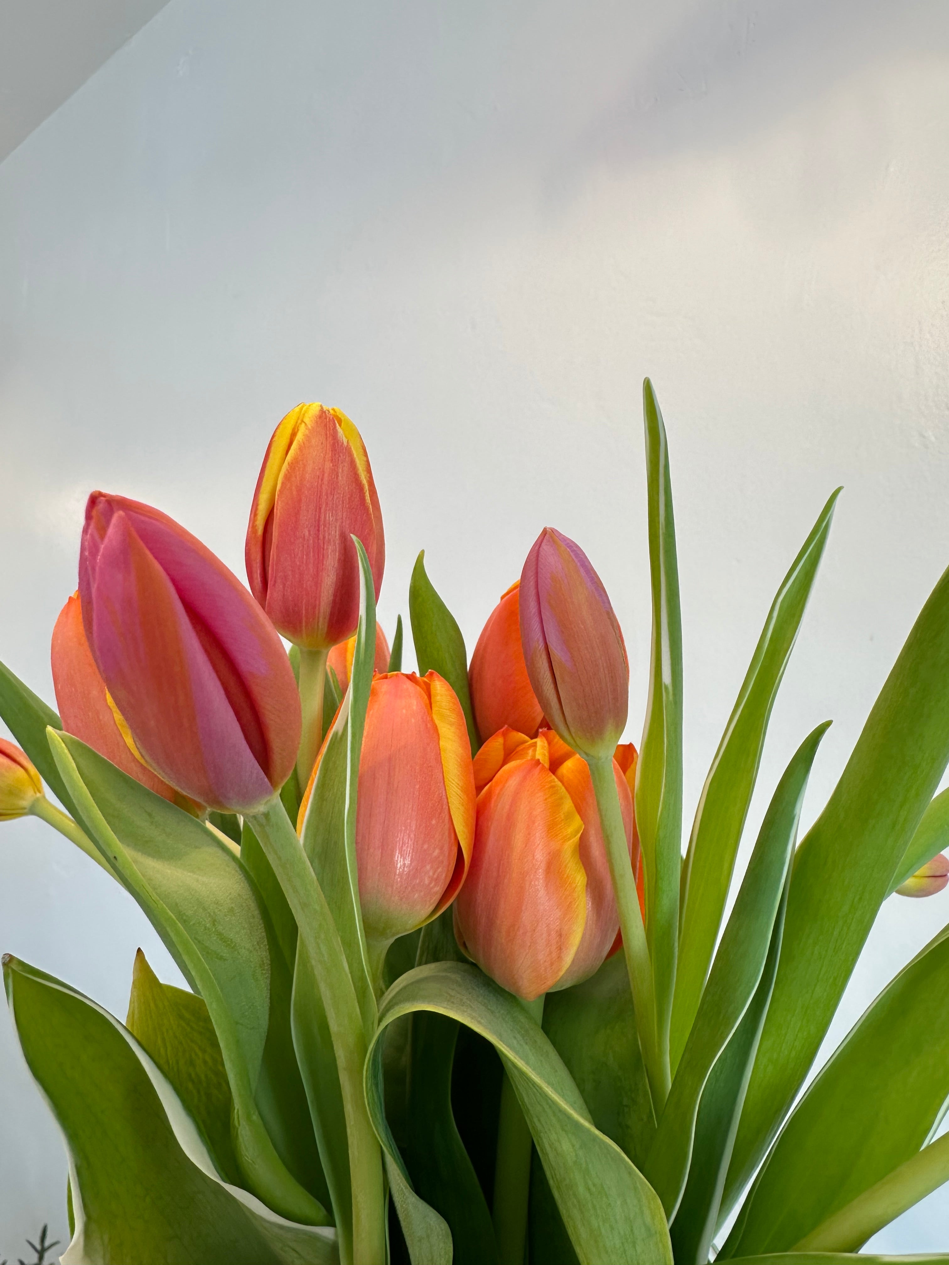 Gimmie tulips